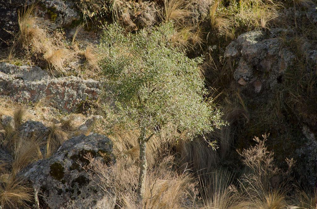 Se echa de ver un infante Horco Molle que, a juzgar por su porte, promete convertirse en un hermoso ejemplar. 